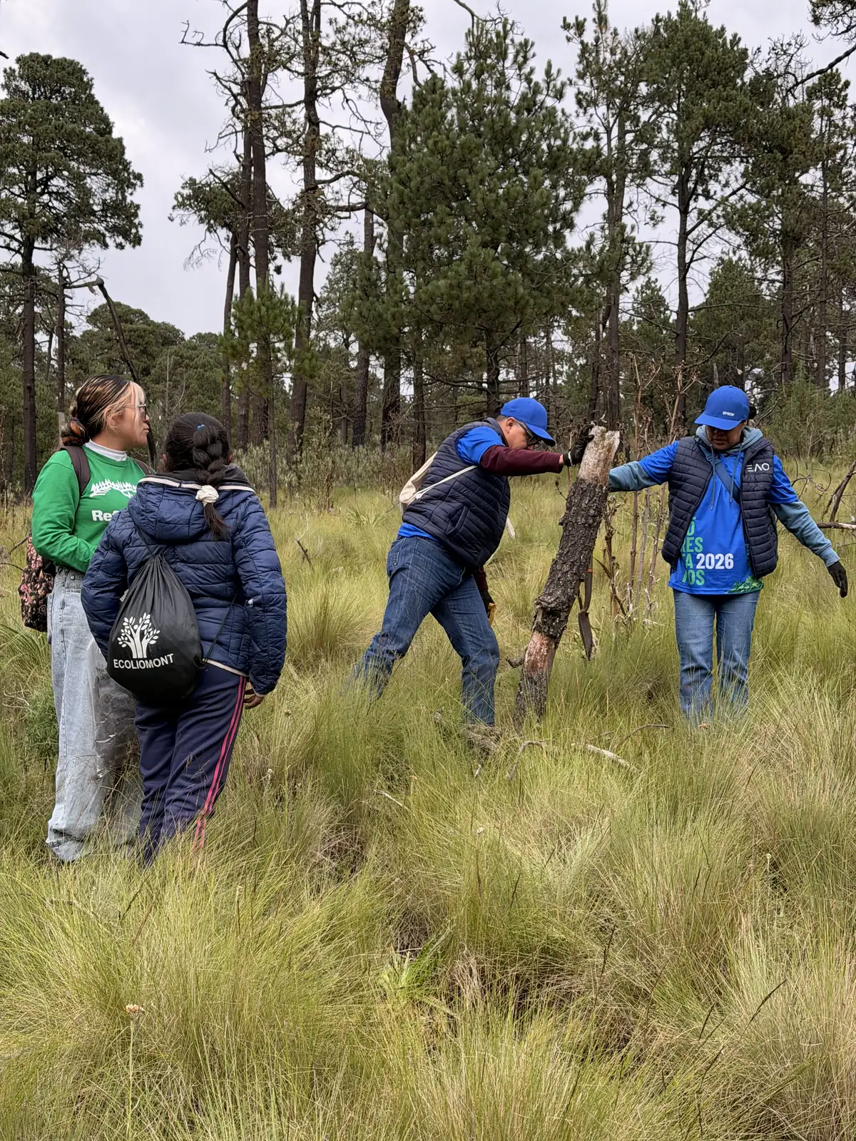 Fila de voluntarios con gorras azules cruza un pastizal alto entre pinos rumbo al área de plantación