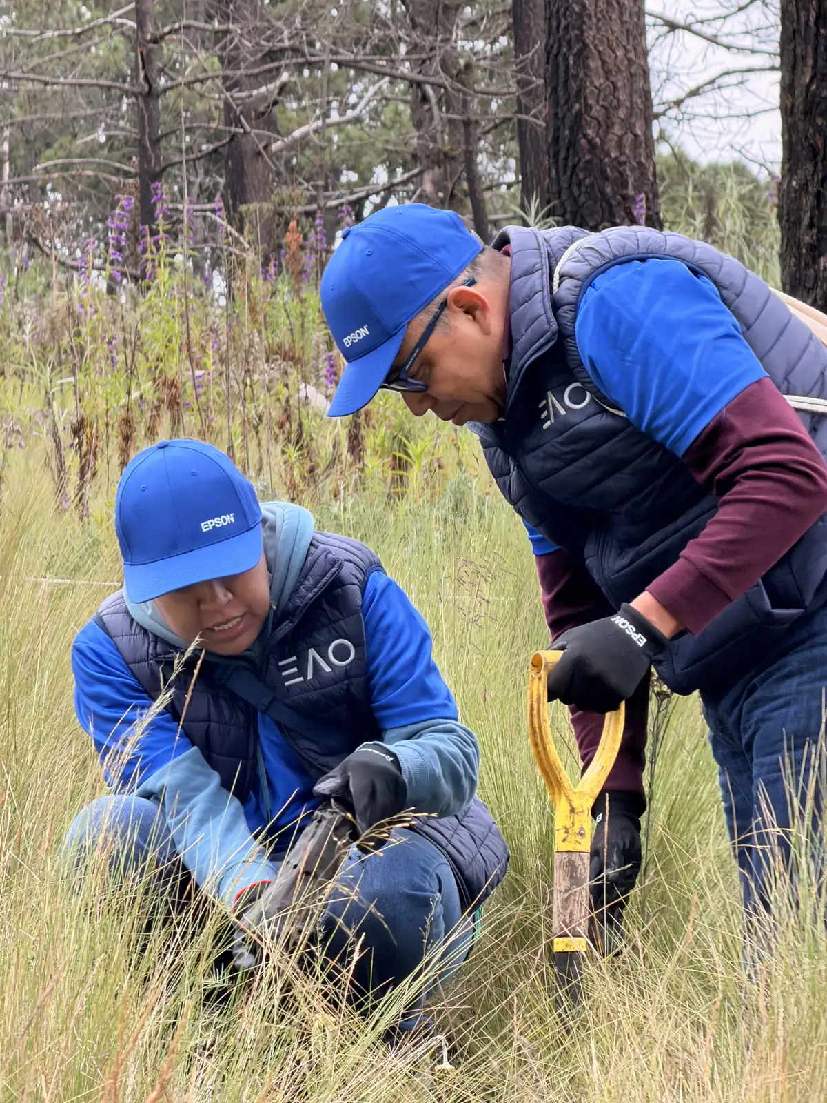 Dos integrantes del equipo EAO, agachados, abren una cepa en la tierra con una pala amarilla entre el pastizal