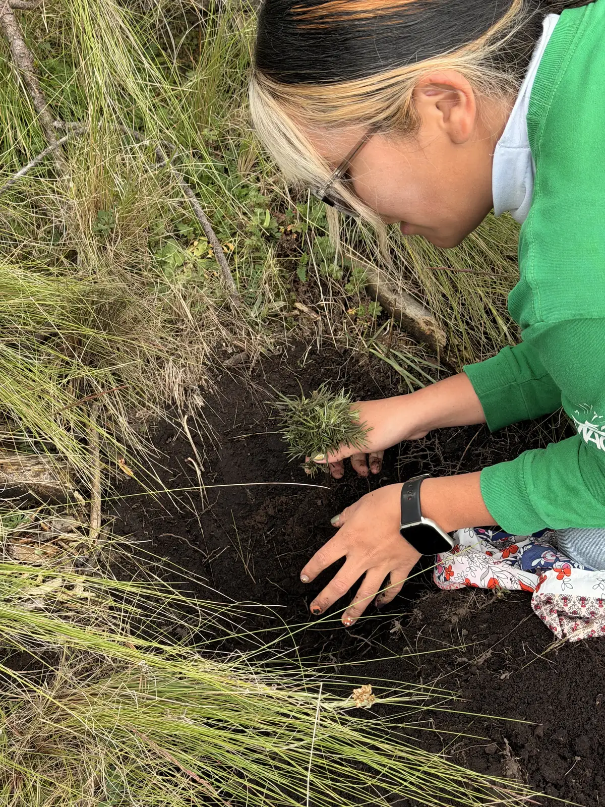 Primer plano de las manos de una voluntaria colocando un oyamel pequeño en la cepa de tierra negra