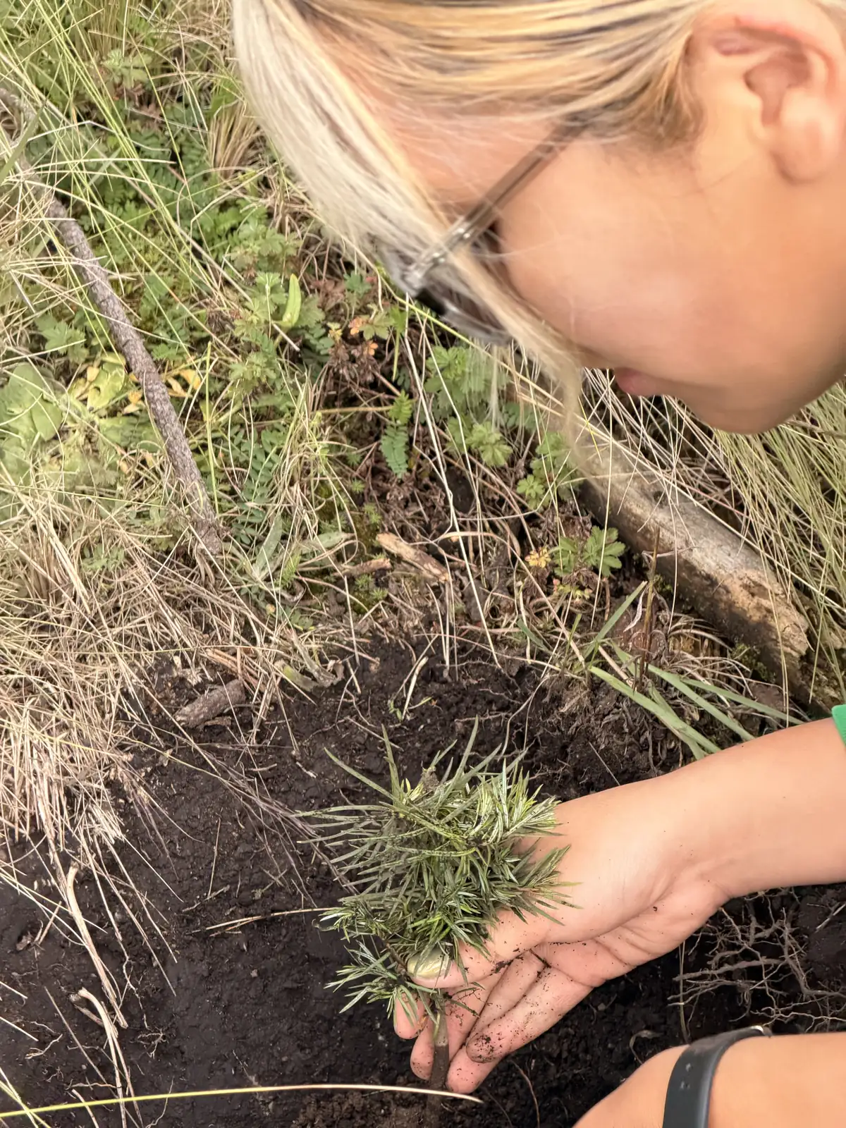 Oyamel de año y medio recién plantado en la tierra, sostenido con una mano, entre pasto seco