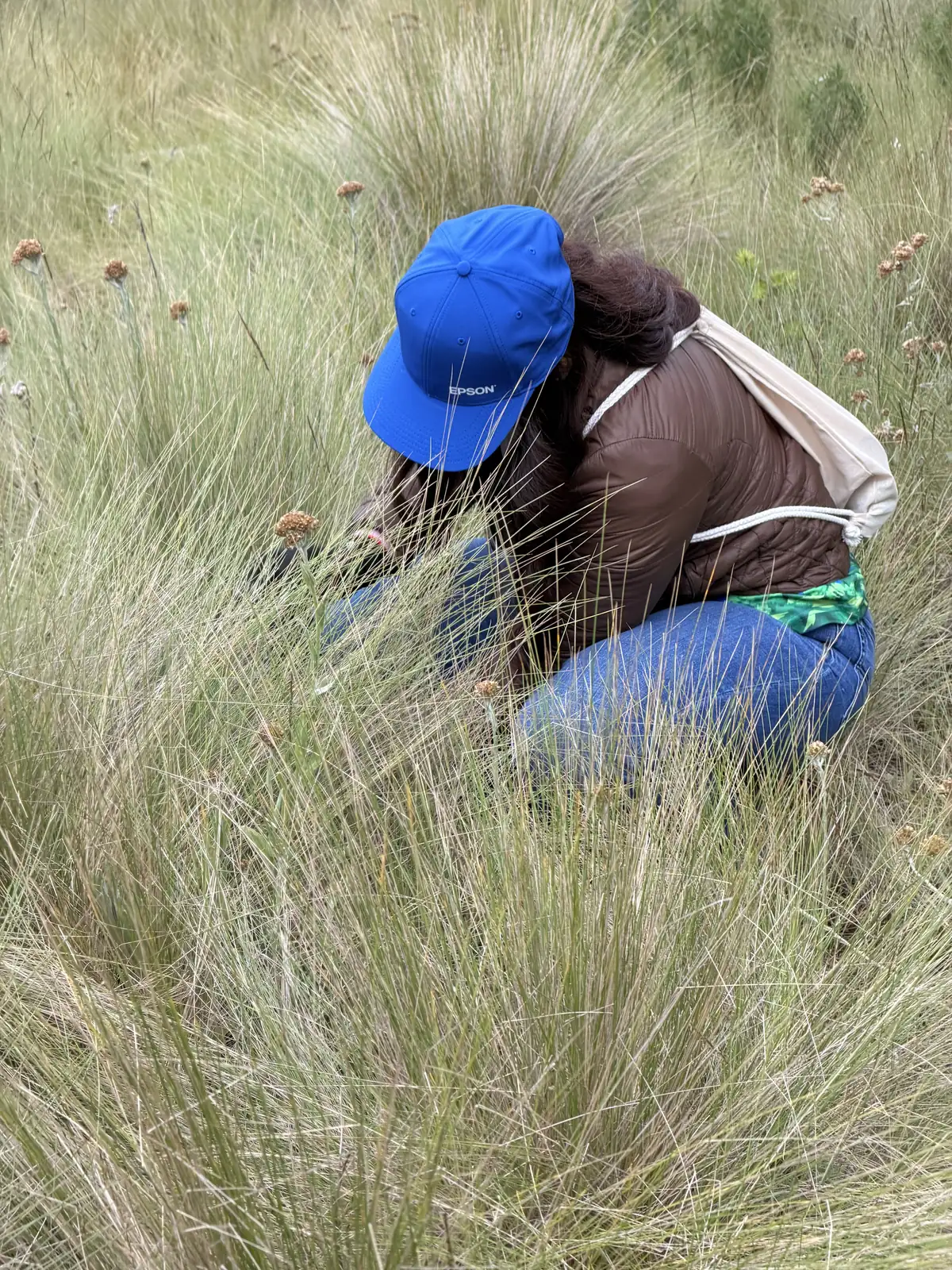 Voluntaria con gorra azul de Epson, agachada entre zacatones altos, planta un oyamel