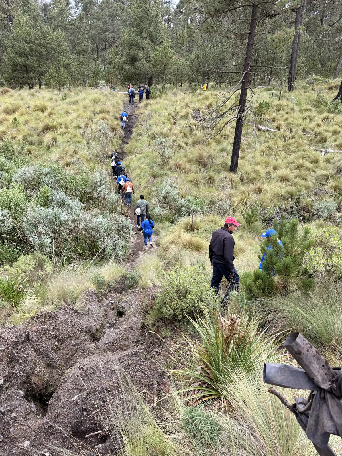 Fila de voluntarios con gorras azules baja por un sendero de tierra en la ladera, entre pinos y pastizal