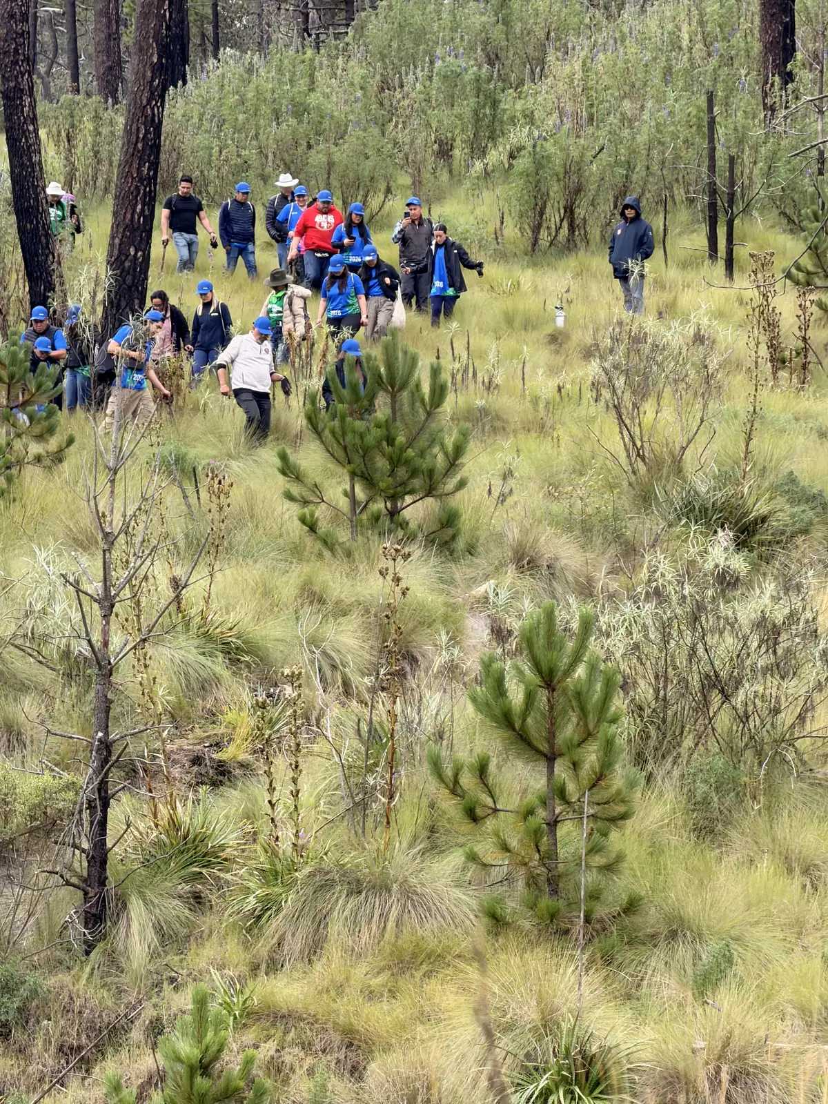 Grupo de voluntarios desciende entre pinos jóvenes y zacatones por la ladera del Nevado de Toluca