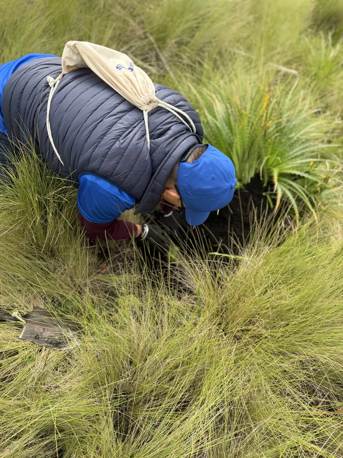 Voluntaria agachada entre el pastizal alto, con un morral de tela colgado, plantando un oyamel