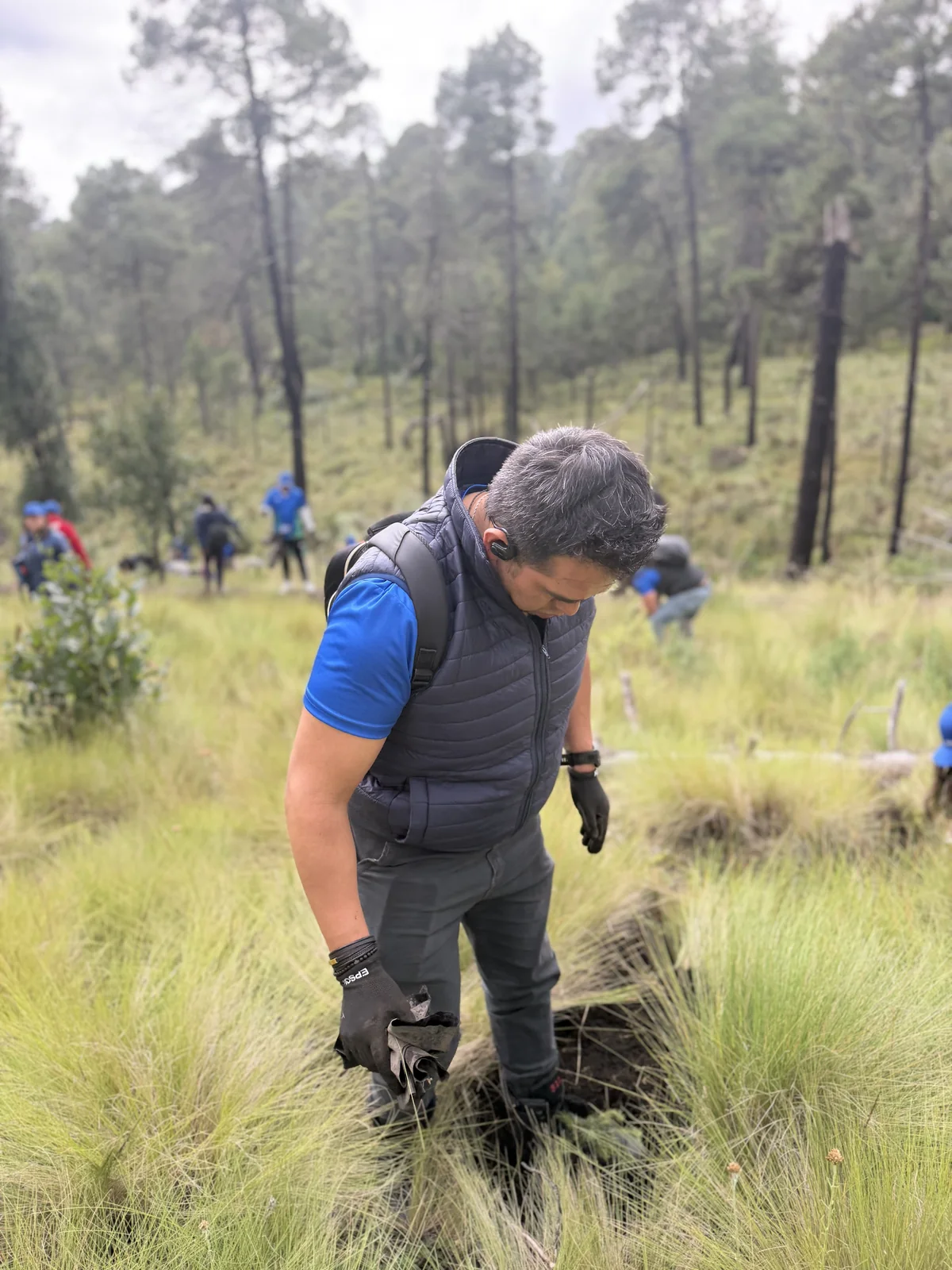 Manos con guantes negros trabajando la tierra alrededor de un oyamel recién plantado, entre pasto verde